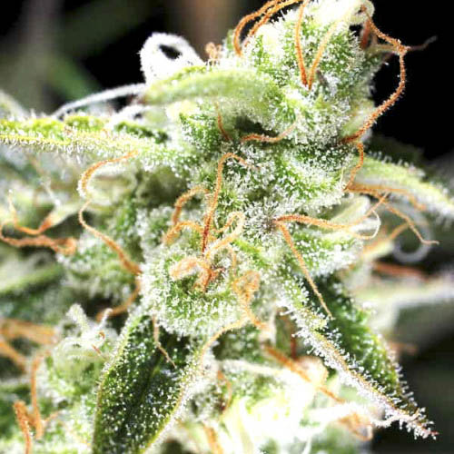 010-opium-500x500.jpg