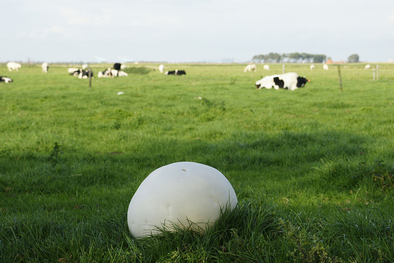 1280px-Calvatia_gigantea.jpg