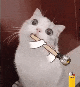 13003560d2de8826da4.gif