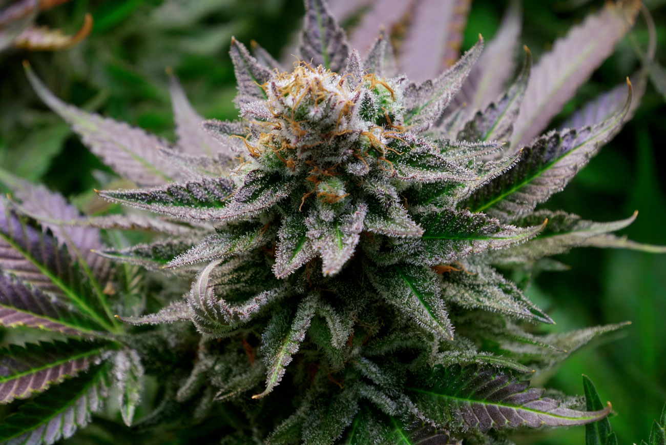 1300x868-ei-streicher_cannabis-still.jpg