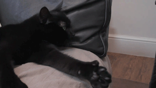 13827122401196.gif