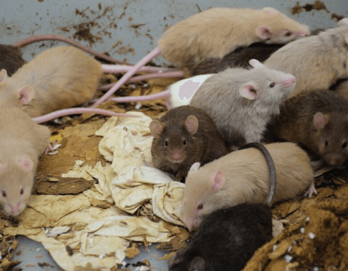 19112024-hundreds-of-mice2.png