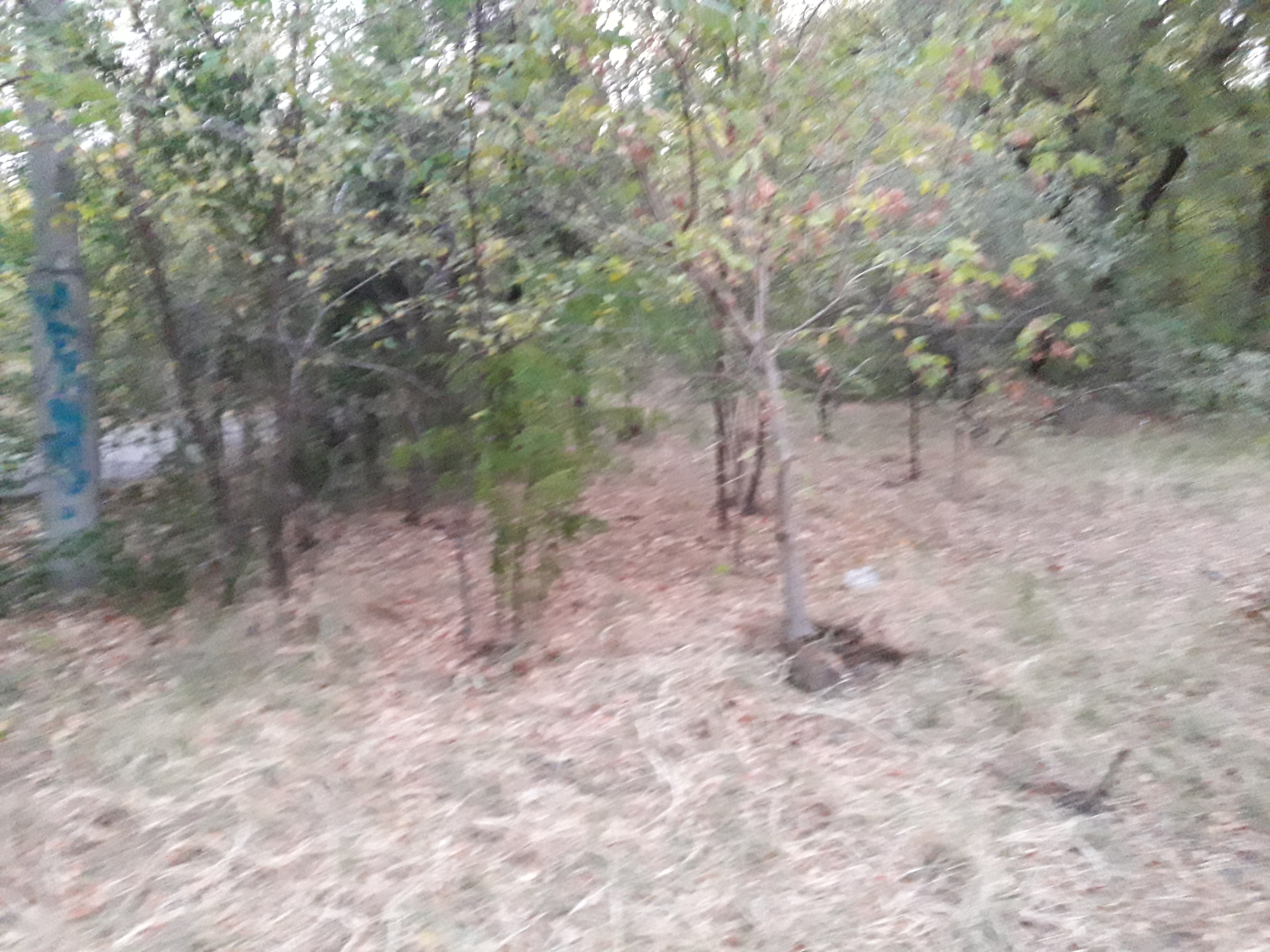 20190926_064407.jpg