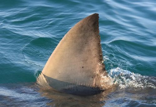 21052023-shark-attack-2.jpg