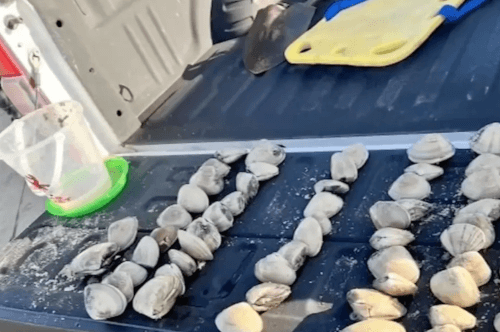 24052024-fined-for-clams4.png