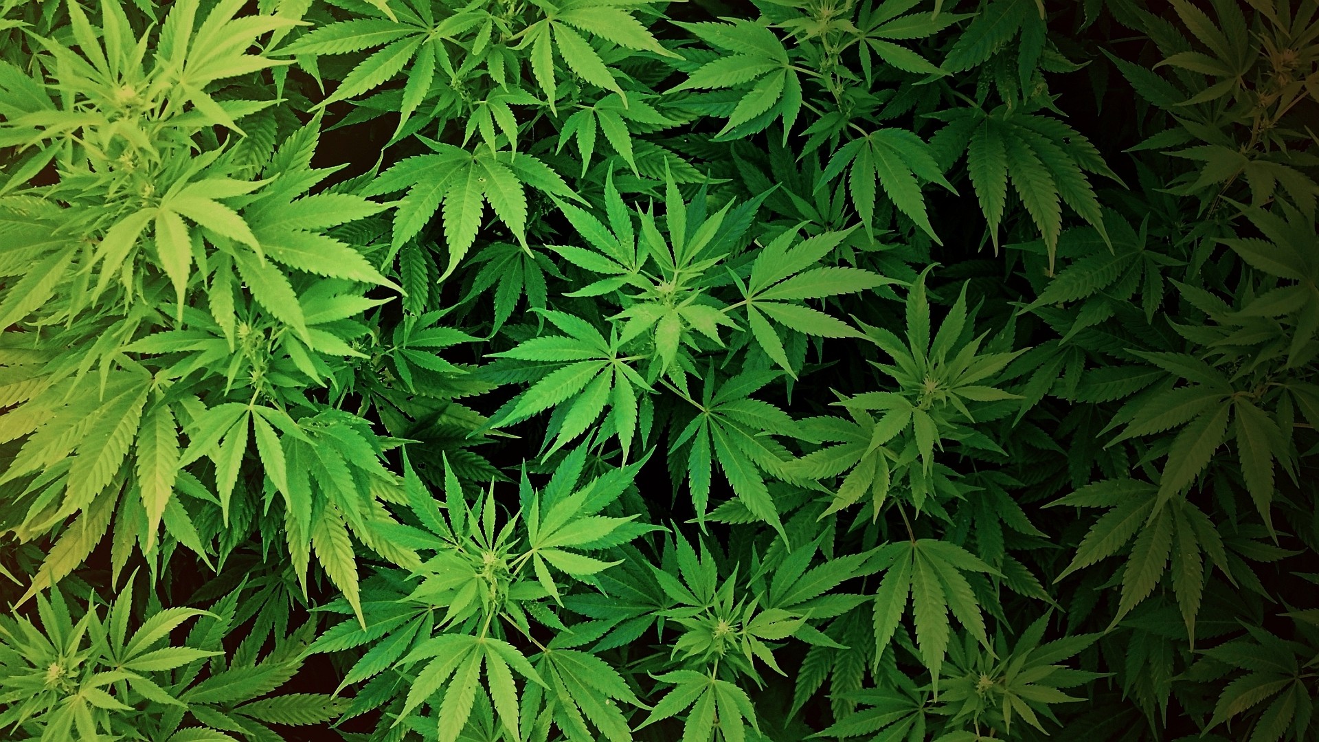 420 день марихуаны.jpg
