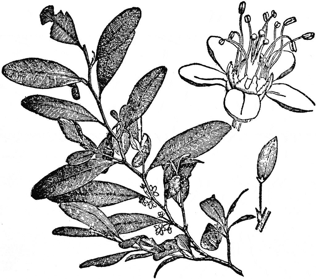 57152_coca-flower_lg.gif