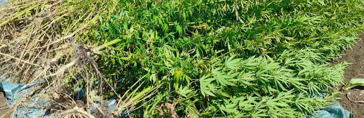 600 кустов конопли собрали правоохранители на частном огороде в Кривом Роге.jpg