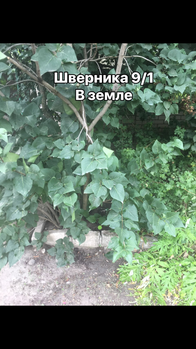 94E4925D-867E-4FEA-A177-4F1B1BF7E4B6.png