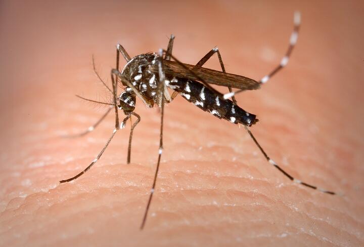 aedes_albopictus_tigrovyy_komar.jpg