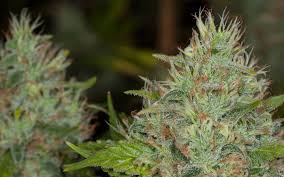 Afghan Kush.jpg
