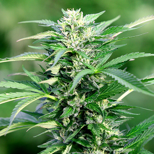 Ak47_xl_500-500x500.jpg