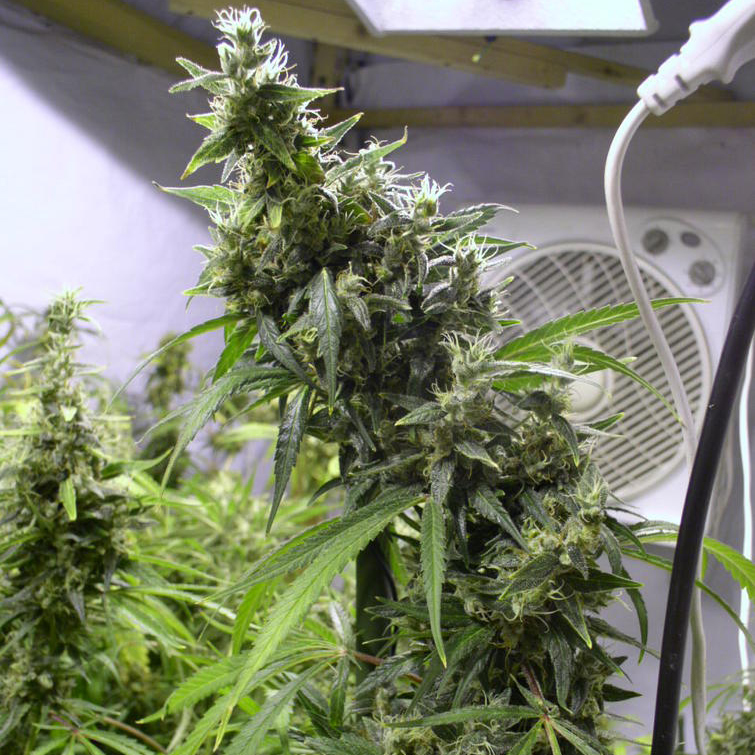amnesia-haze.jpg