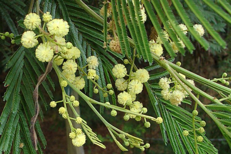 Наркотическое растение Anadenanthera colubrina