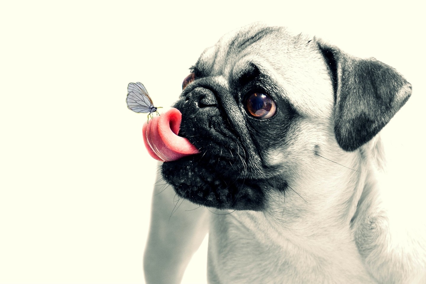 Anja Osenberg_Pug_akdnRA.jpg