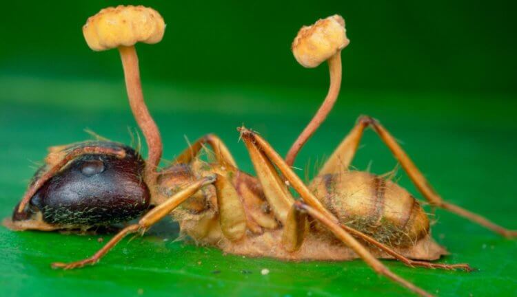 ant_zombie_one-750x432.jpg