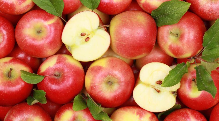 apples.jpg