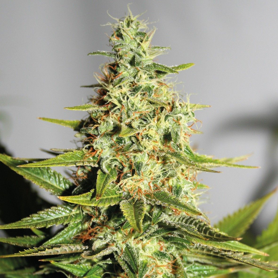 auto-chronic-feminised-gold_enl-jpg.62499