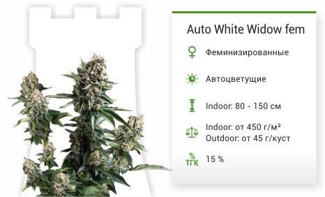 Auto-White-Widow-fem-Pyramid-Seeds-mini__k3iWX9iE5Qe6H9Ng.jpg