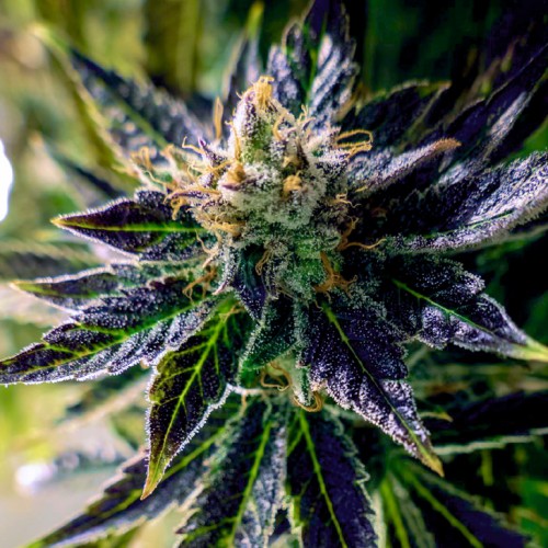 autoblackopium-500x500.jpg