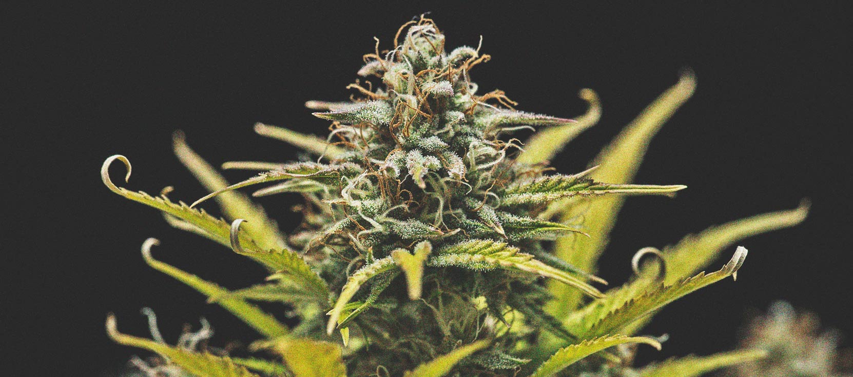 autoflowering.jpg