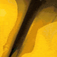 avaak-ezgif.com-optimize (1).gif