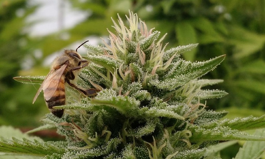 Bees-weed-1.jpg