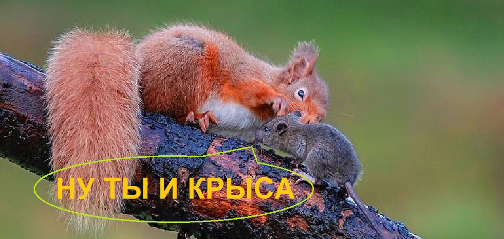 белка крыса.jpg