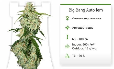 Big-Bang-Auto-fem-Green-House-Seeds-mini__3EEQpw2bx5Z8BnFr.jpg