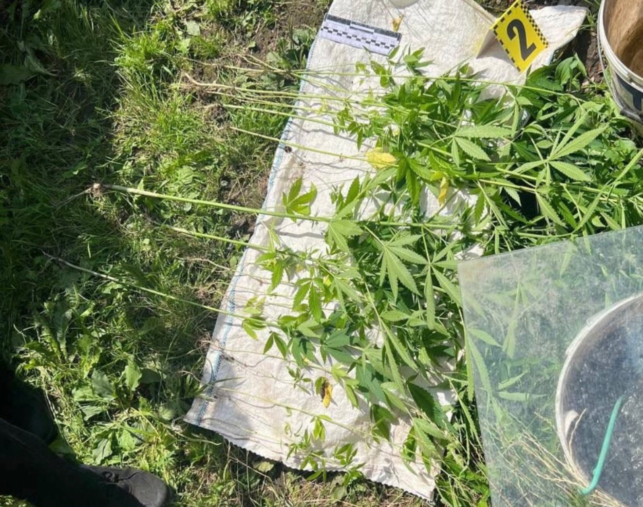 Более 60 кустов в Ивано-Франковске обнаружили насаждение конопли.jpeg