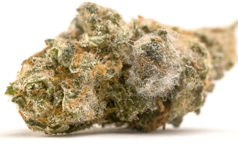 bud_mold.jpg