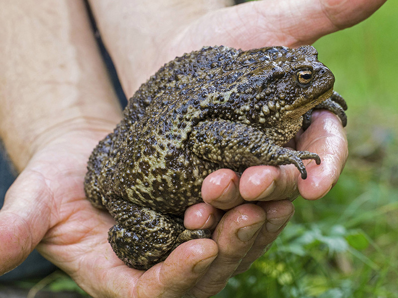 bufo3.png