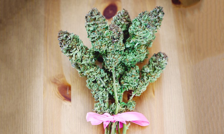 canna4.jpg