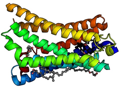 cannabinoid-receptor.jpg