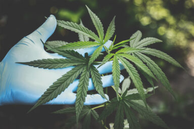 cannabis-384x256.jpg