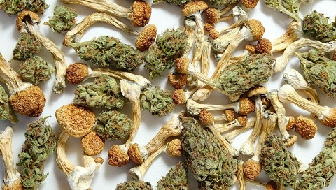 cannabis-and-psilocybin.jpg