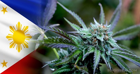Cannabis-in-the-Philippines.jpg