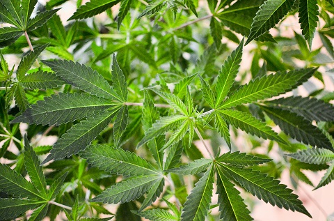 Cannabis.jpg