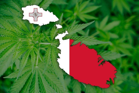 cannabis malta.jpg