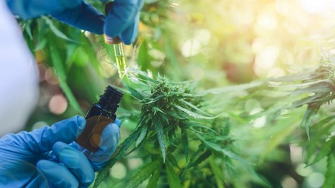 Cannabis-medicinal-argentina-ariccame-cannareporter.jpg