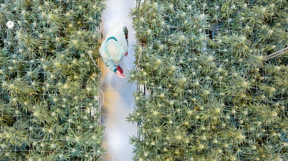cannabis-produzent-demecan-erweitert-produktion-260121-935-1096537_L.jpeg