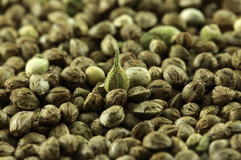 cannabis seeds.jpg