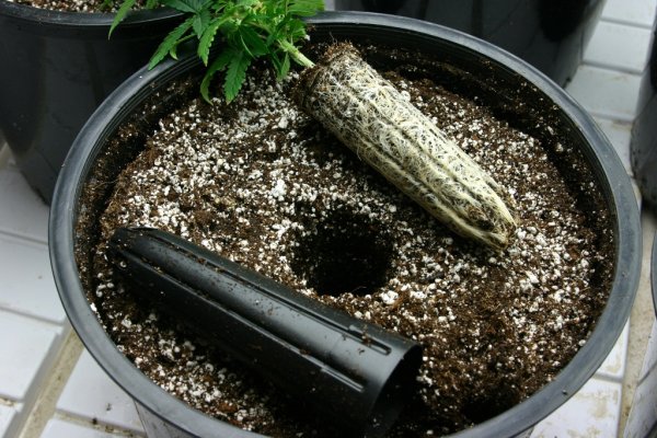 cannabis-transplant-plug.jpg