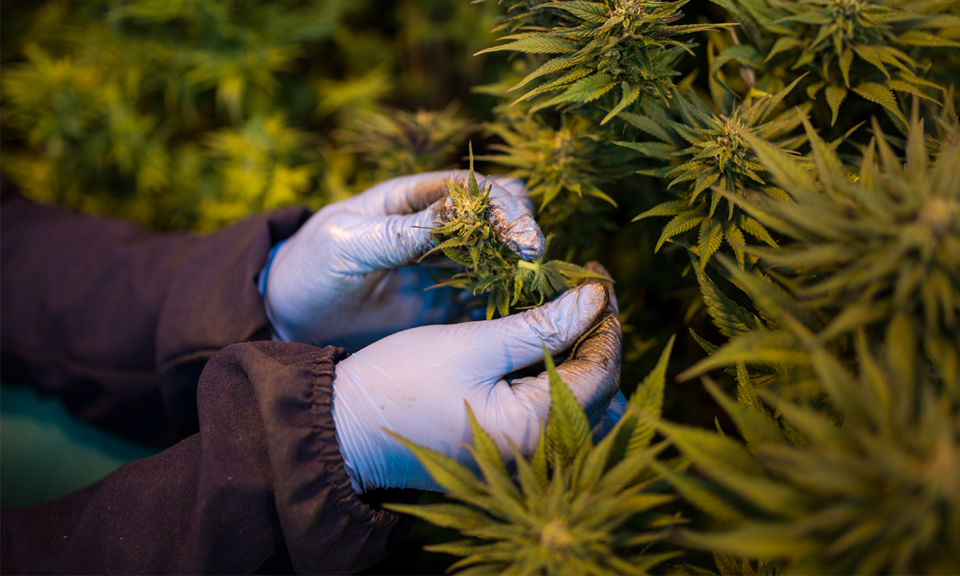 cannabis234.png