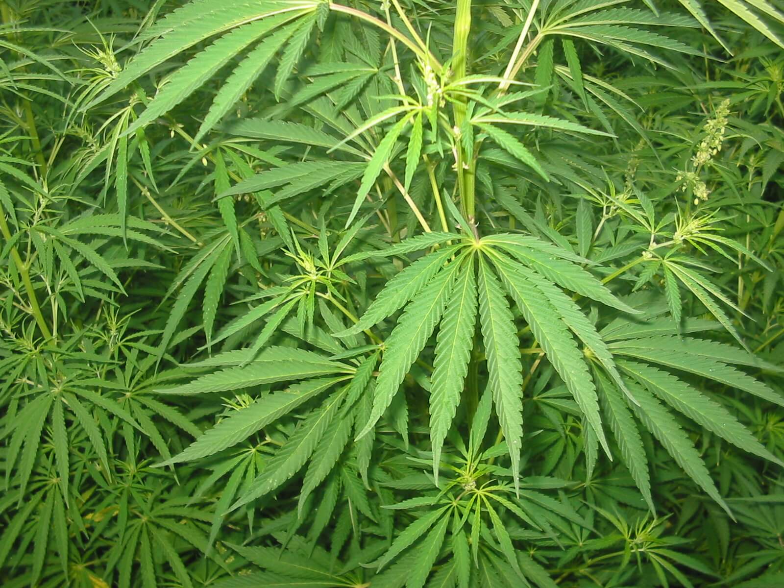Cannabis_01_bgiu.jpg