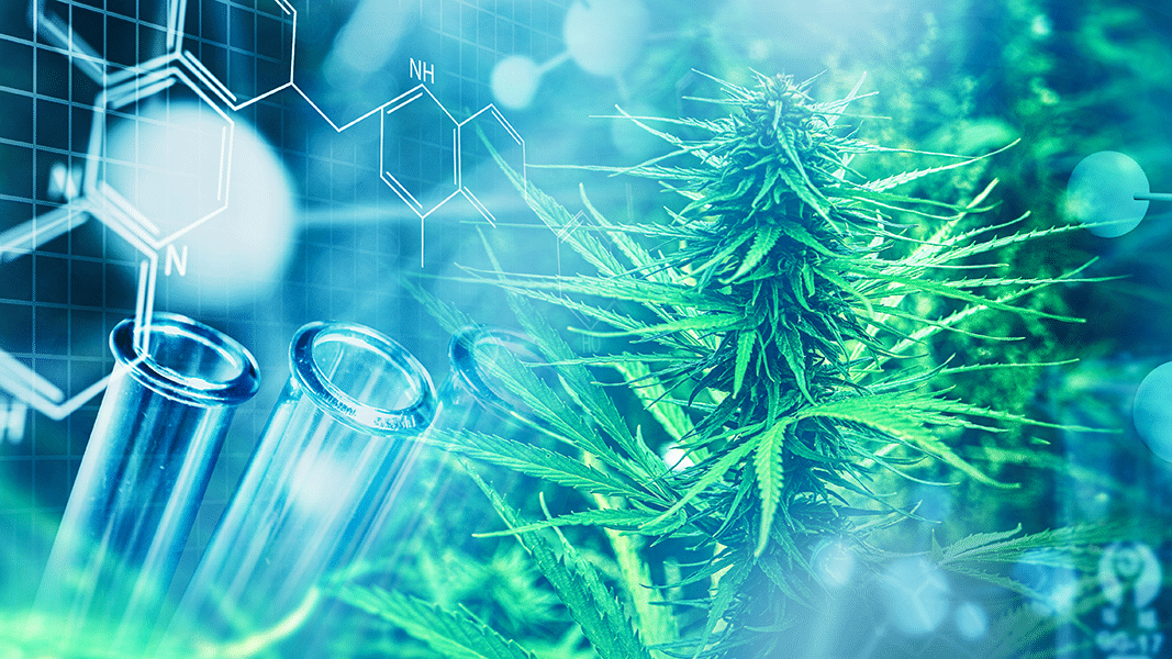 cannabis_cancer.png