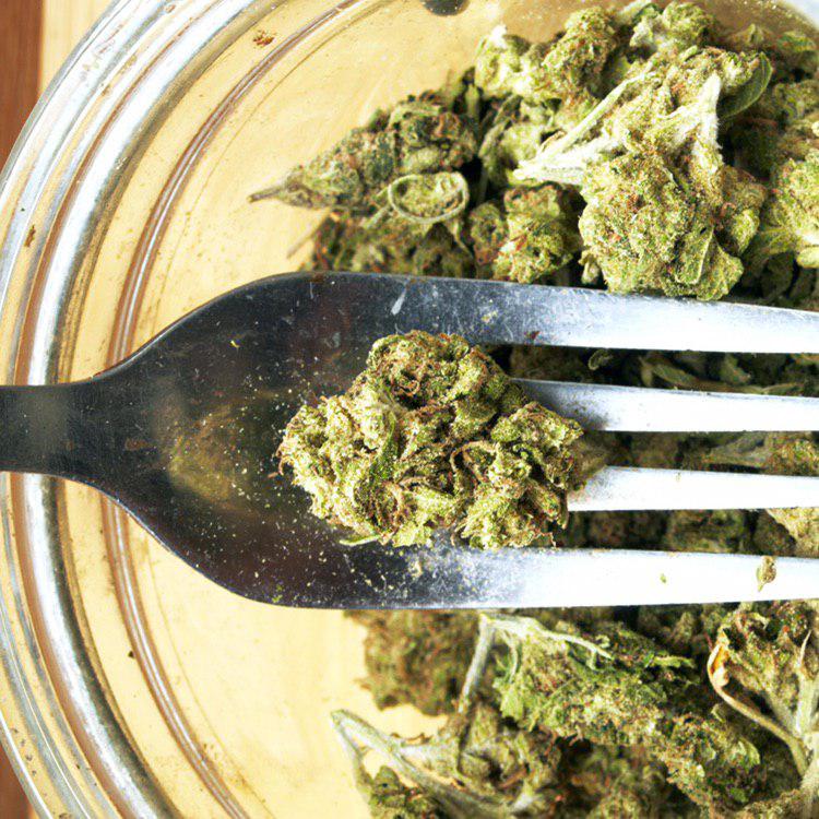cannis.jpg