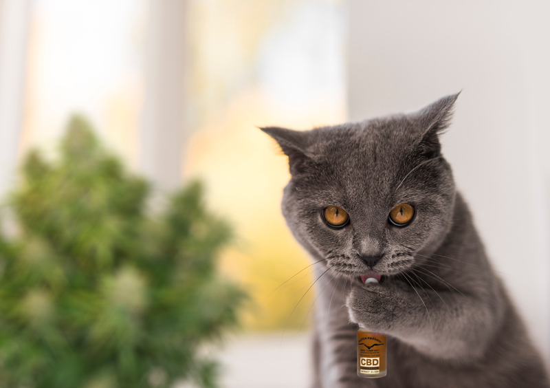 cbd-healthy-cat-heal-with-oil-cannabis-hemp-dutch-passion-seed-company.jpg