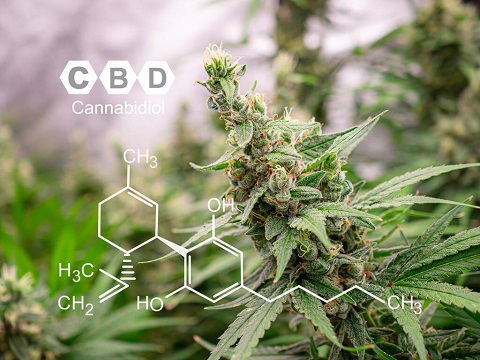 cbd.jpg