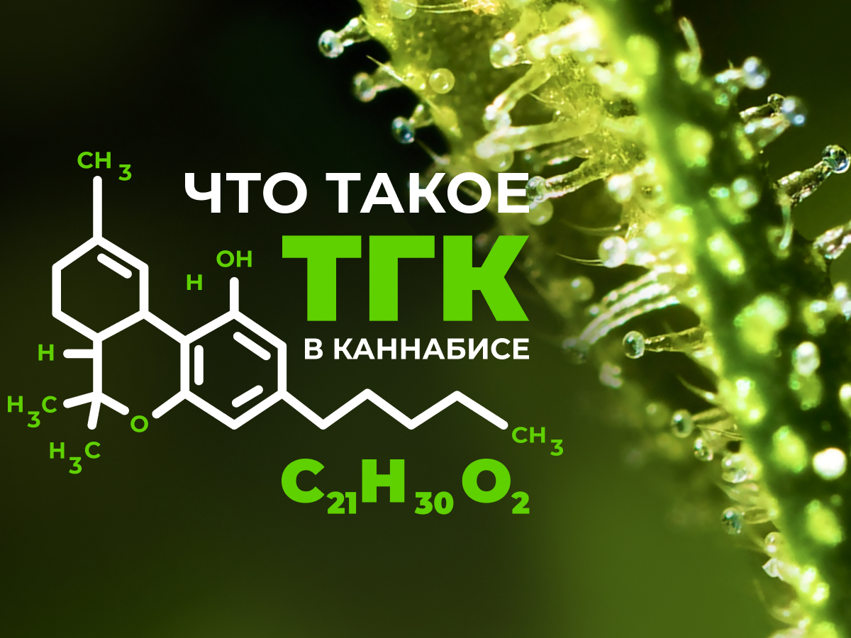 chto-takoe-tgk-v-marukhuane-kayf-ulu-bolshe-qnp-1200x900.jpg